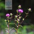 絨背薊(植物) 絨背薊(植物)