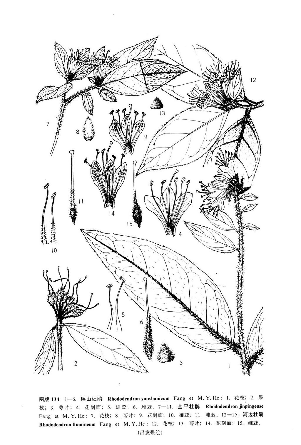 中國植物志 原版墨線圖
