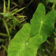 野芋葉 野芋葉