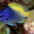 林氏光鰓魚 林氏光鰓魚
