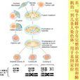 體細胞雜交