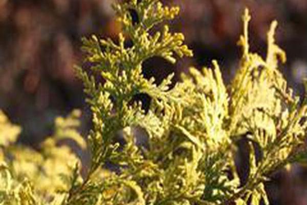 Chamaecyparis pisifera \x27Gold Spangle\x27 Chamaecyparis pisifera \x27Gold Spangle\x27