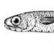 燈籠魚科 燈籠魚科