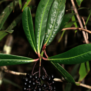 Tapeinosperma deflexum