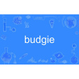 budgie budgie