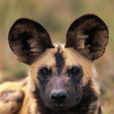 非洲野犬(非洲獵犬)