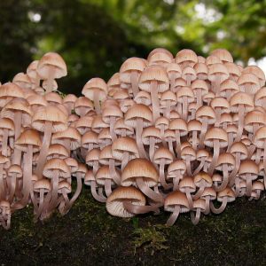 查克小菇