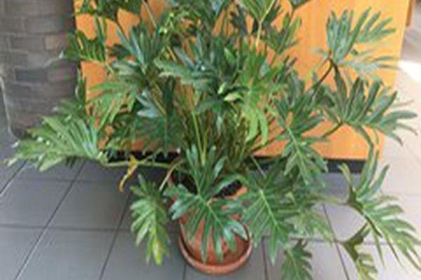 Philodendron \x27Winterbourn\x27 XANADU