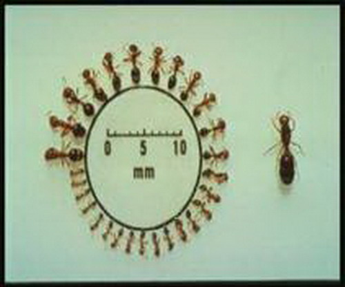 紅火蟻(火蟻)