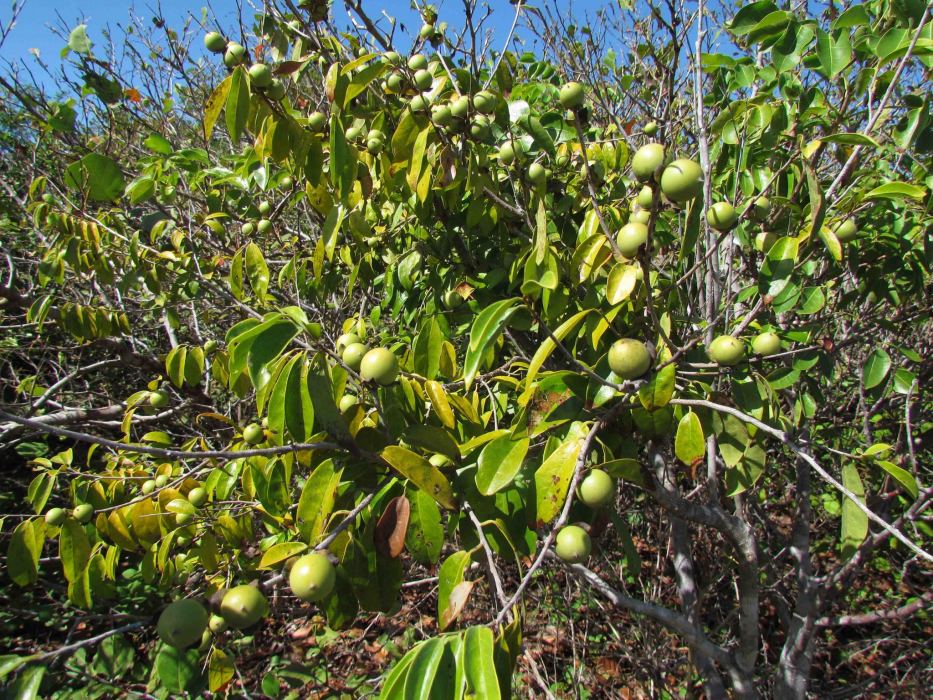 Diospyros yucatanensis Diospyros yucatanensis