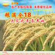 遼雜18號 遼雜18號