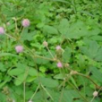 芋蘭亞族 芋蘭亞族