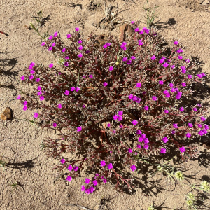 Portulaca digyna