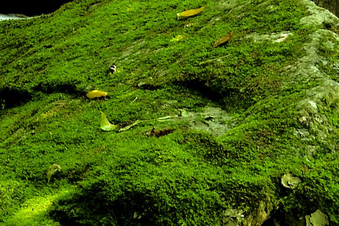 密鱗苔屬 密鱗苔屬