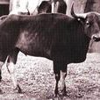 高棉野牛(考布利牛)