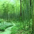 朝陽鄉(四川省達州市大竹縣轄鄉)