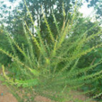 荓 荓