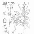 木里茴芹 木里茴芹