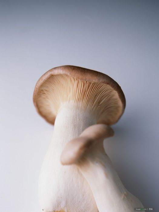 硬柄香菇 硬柄香菇