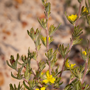 Hibbertia desmophylla