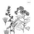 小舌菊 小舌菊
