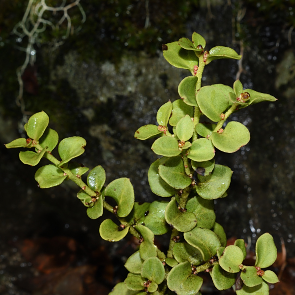 Antidaphne punctulata