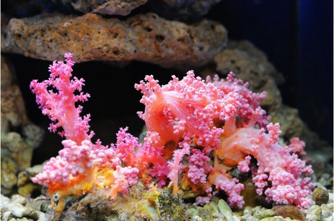 大連聖亞珊瑚世界