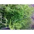 舒筋草(石松目石松科植物) 舒筋草(石松目石松科植物)