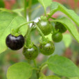 甜茄子 甜茄子