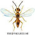 稻縱卷葉螟大斑黃小蜂