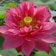 披針紅 披針紅