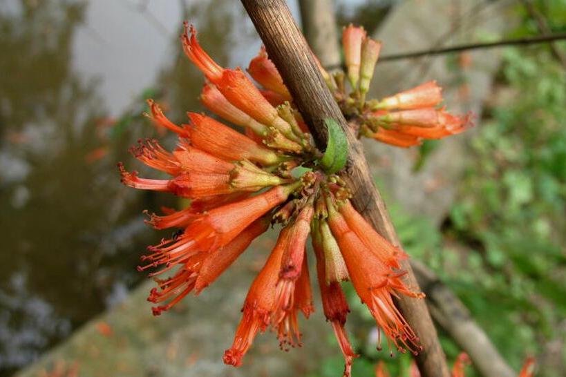 蝦子花屬 蝦子花屬