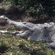 奧里諾科鱷魚(奧利諾科鱷)