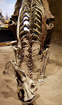 賴氏賴氏龍的骨骼