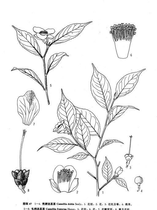 禿梗連蕊茶 禿梗連蕊茶