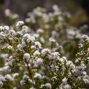 Leionema lamprophyllum
