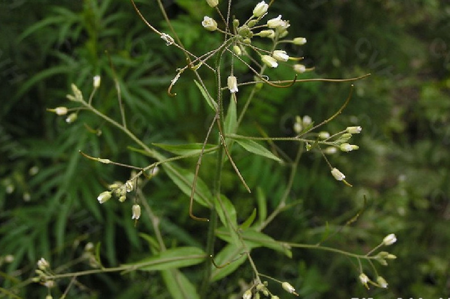 棒果芥 棒果芥
