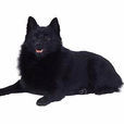 西帕凱犬 西帕凱犬