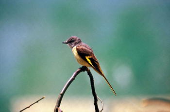 灰喉山椒鳥指名亞種