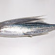 寡鱗飛魚 寡鱗飛魚