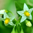 茄屬 茄屬