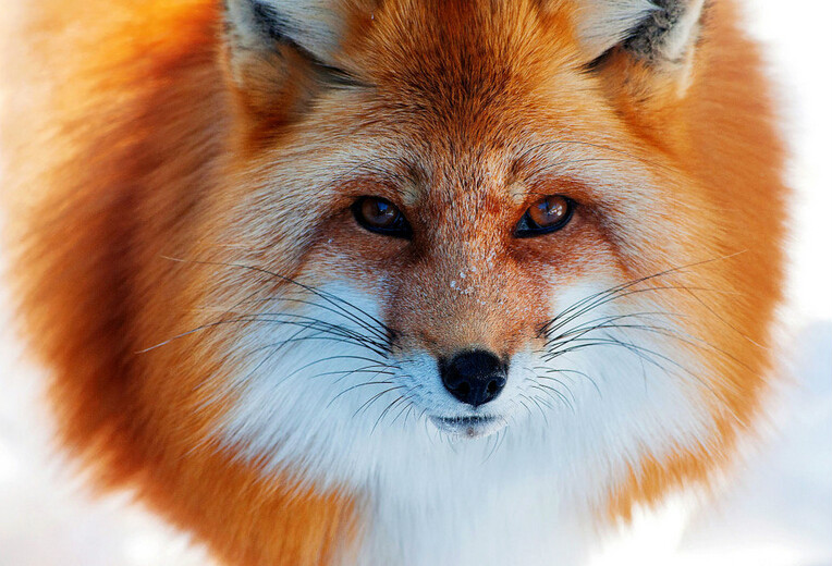 2014年英國虐待狐狸事件