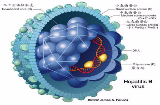 B肝病毒DNA檢測