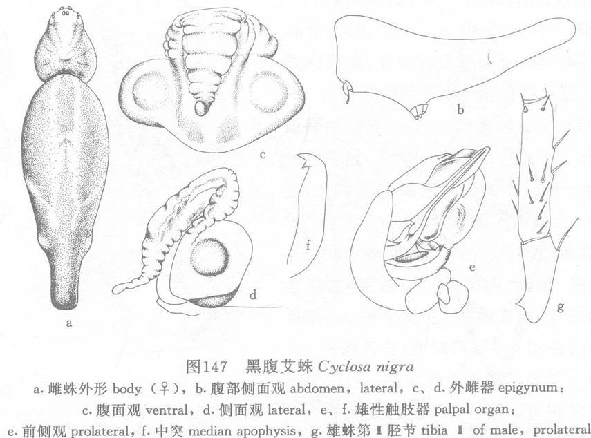 黑腹艾蛛 黑腹艾蛛