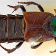 達爾文甲蟲
