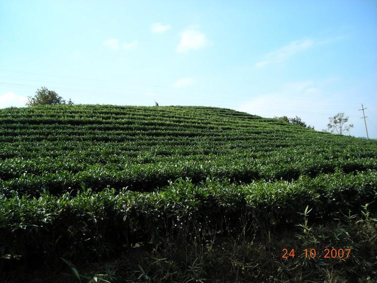 茶八隊 茶八隊