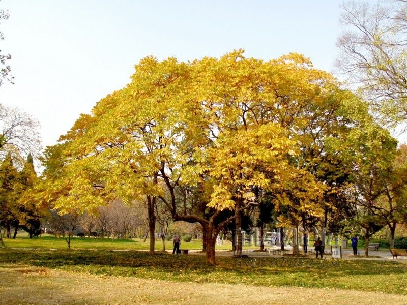 四棵楓村 四棵楓村