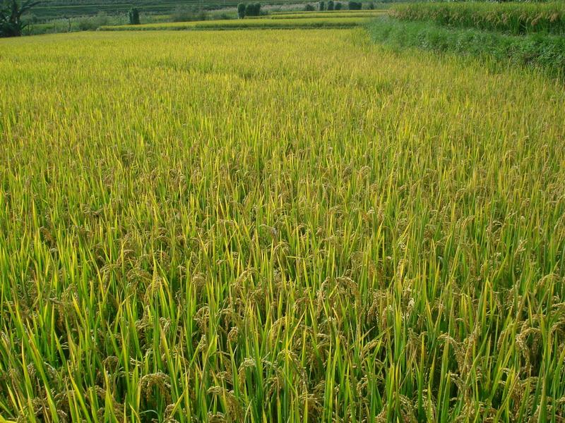 種植業(水稻)