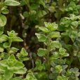 甘牛至(Origanum majorana)