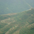 瓜地村(雲南麻栗坡縣六河鄉下轄村) 瓜地村(雲南麻栗坡縣六河鄉下轄村)